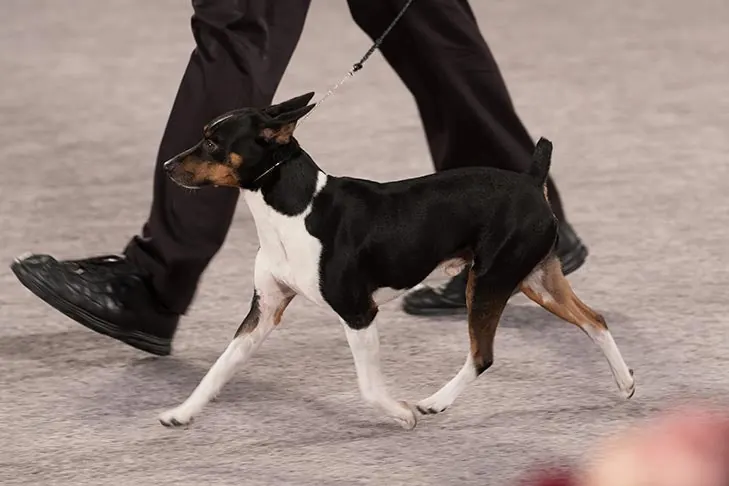 Rat Terrier