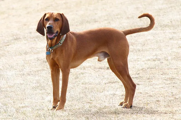 ردبون کون‌هاند (Redbone Coonhound)