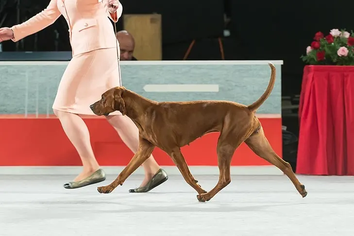 ردبون کون‌هاند (Redbone Coonhound)