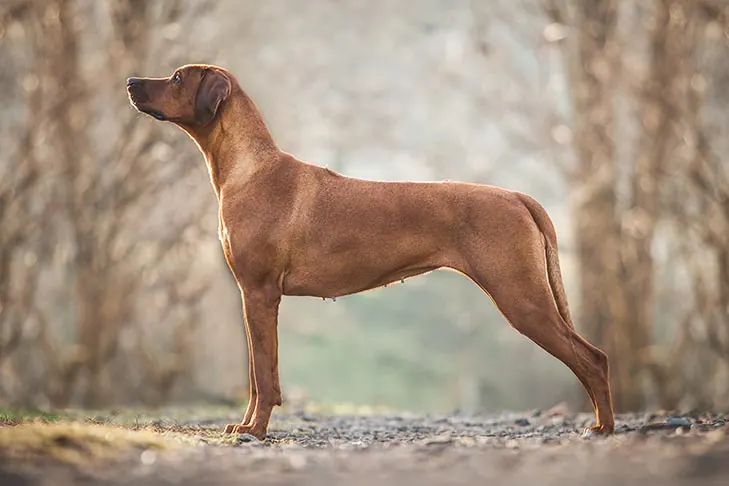 رودزین ریج‌بک (Rhodesian Ridgeback)