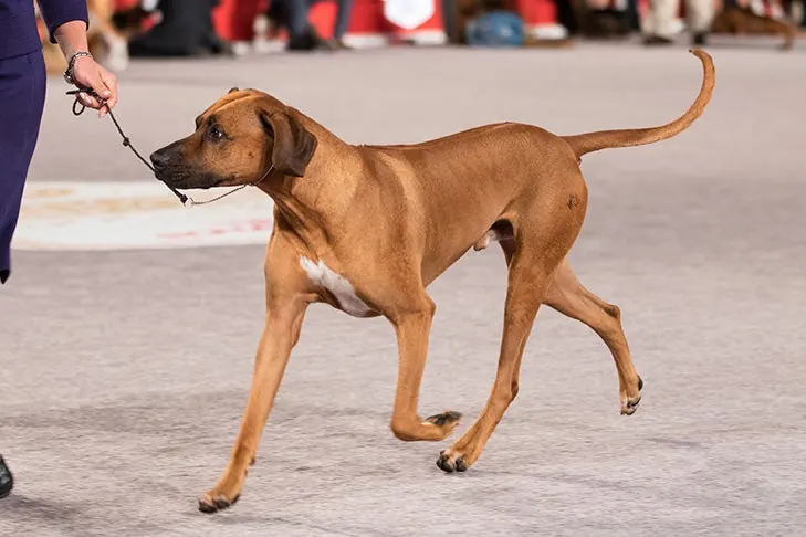 Rhodesian Ridgeback