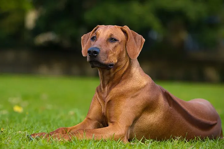 رودزین ریج‌بک (Rhodesian Ridgeback)