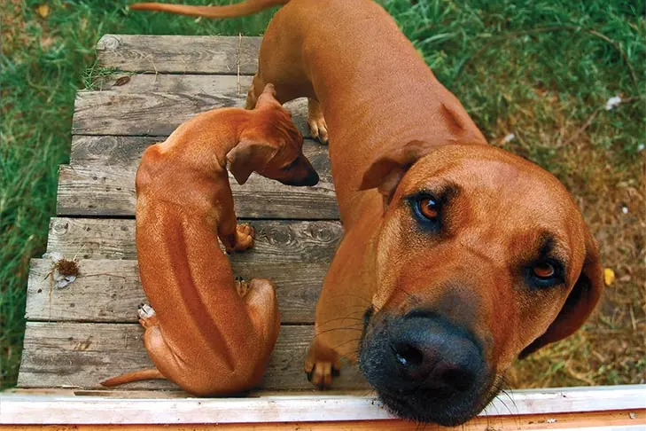 گالری تاریخچه رودزین ریج‌بک (Rhodesian Ridgeback)