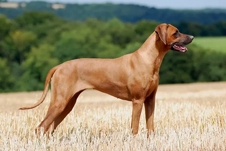 گالری تاریخچه رودزین ریج‌بک (Rhodesian Ridgeback)