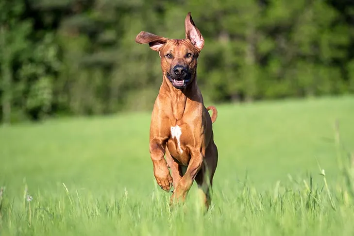 گالری تاریخچه رودزین ریج‌بک (Rhodesian Ridgeback)