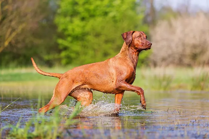 گالری تاریخچه رودزین ریج‌بک (Rhodesian Ridgeback)