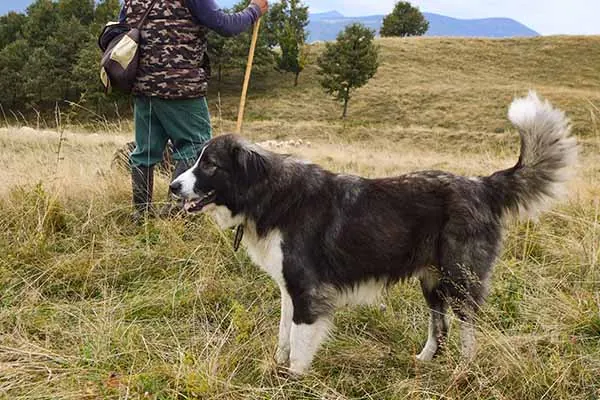 چوپان کارپات رومانیایی (Romanian Carpathian Shepherd)