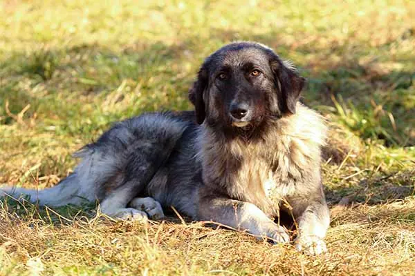 Romanian Carpathian Shepherd