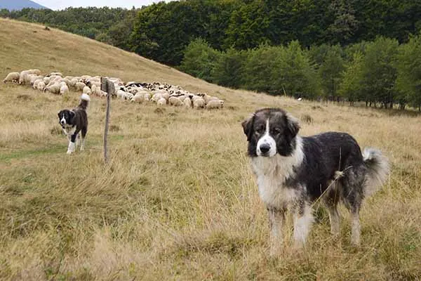 چوپان کارپات رومانیایی (Romanian Carpathian Shepherd)