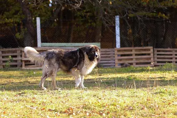 گالری تاریخچه چوپان کارپات رومانیایی (Romanian Carpathian Shepherd)