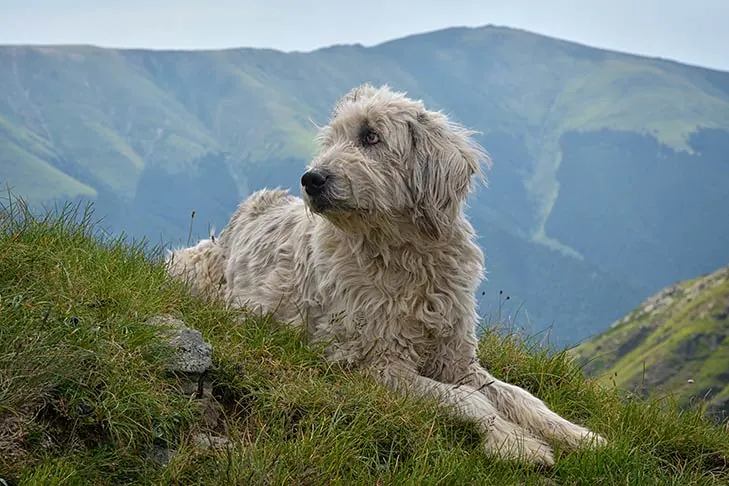 شپرد میوریتیک رومانیایی (Romanian Mioritic Shepherd Dog)