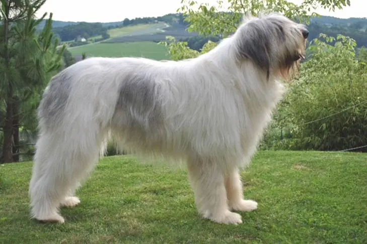 Romanian Mioritic Shepherd Dog