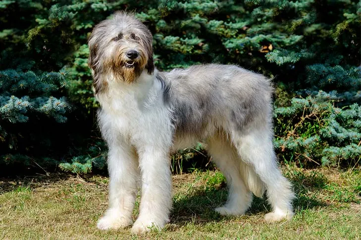 گالری تاریخچه شپرد میوریتیک رومانیایی (Romanian Mioritic Shepherd Dog)