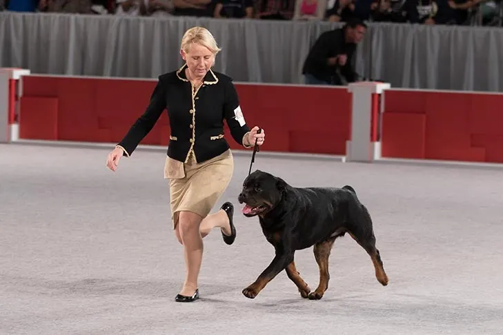 Rottweiler