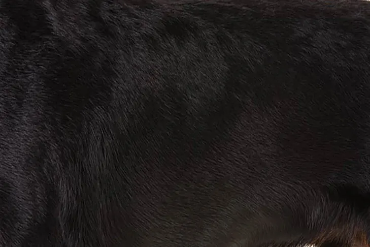 روتوایلر (Rottweiler)