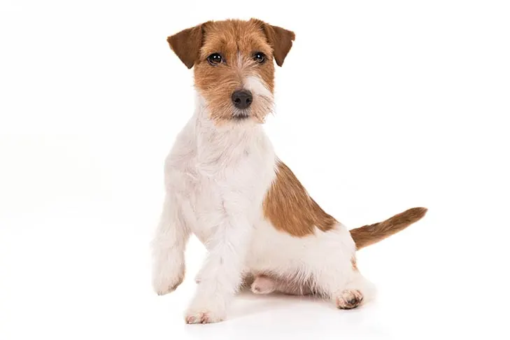 جک راسل تریر (Jack Russell Terrier)