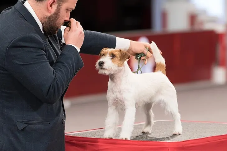 Russell Terrier
