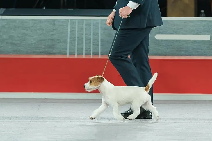 راسل تریر (Russell Terrier)