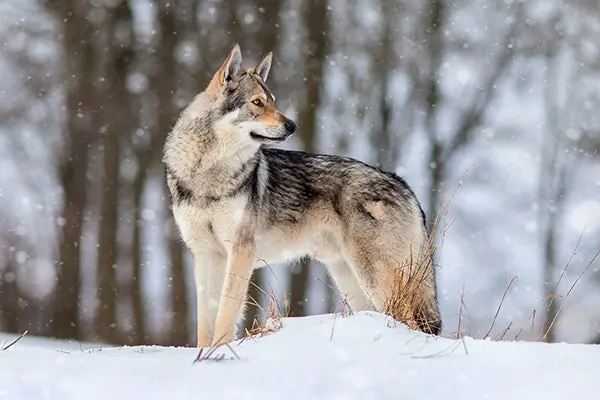 سارلوس ولف‌هوند (Saarloos Wolfhond)