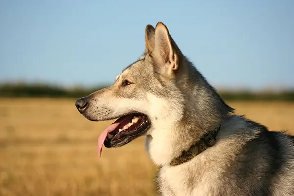 Saarloos Wolfhond
