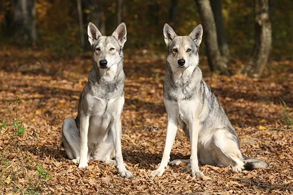 سارلوس ولف‌هوند (Saarloos Wolfhond)