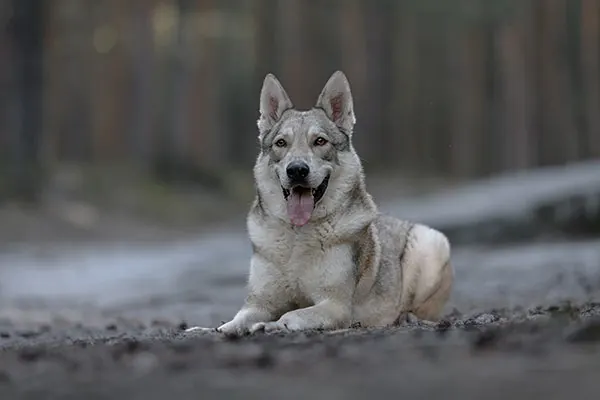 گالری تاریخچه سارلوس ولف‌هوند (Saarloos Wolfhond)