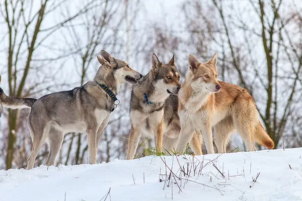 گالری تاریخچه سارلوس ولف‌هوند (Saarloos Wolfhond)