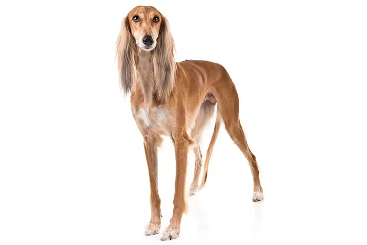 سالوکی (Saluki)