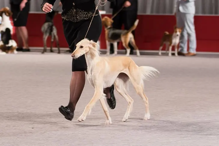 Saluki