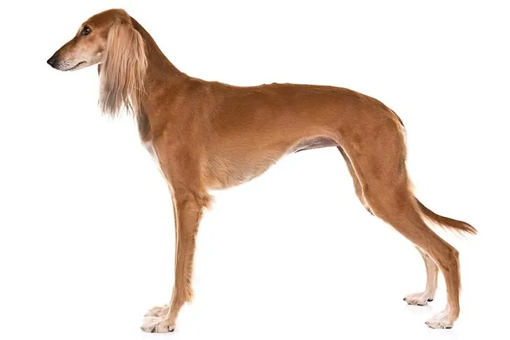 سالوکی (Saluki)