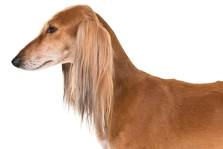 گالری تاریخچه سالوکی (Saluki)