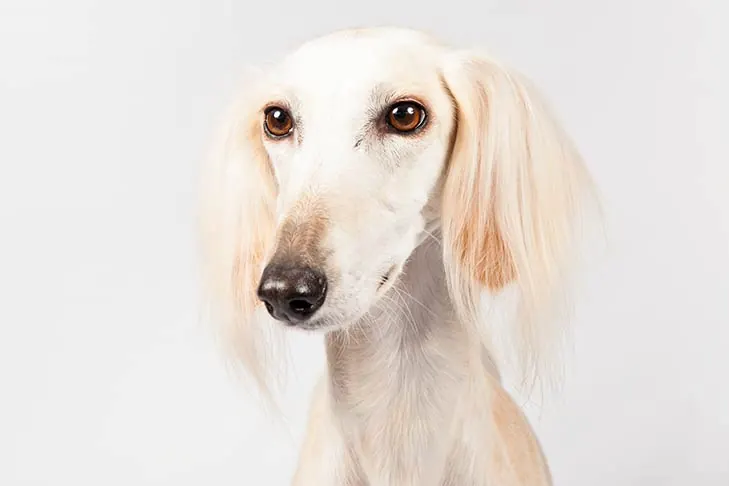 گالری تاریخچه سالوکی (Saluki)