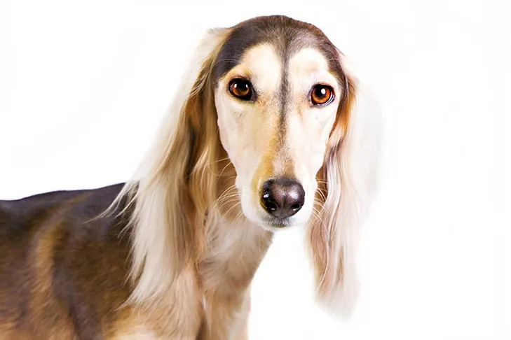 گالری تاریخچه سالوکی (Saluki)
