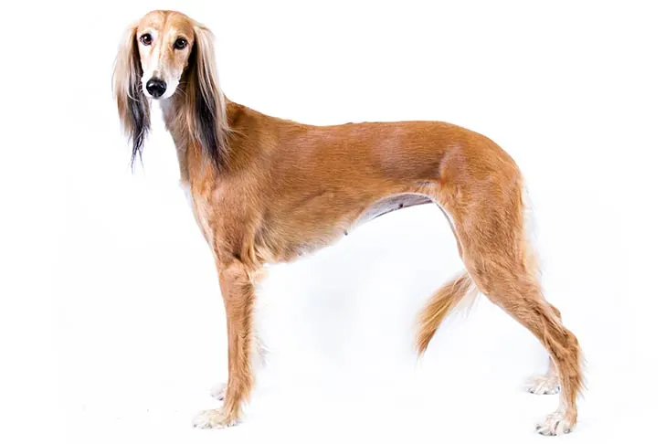 گالری تاریخچه سالوکی (Saluki)