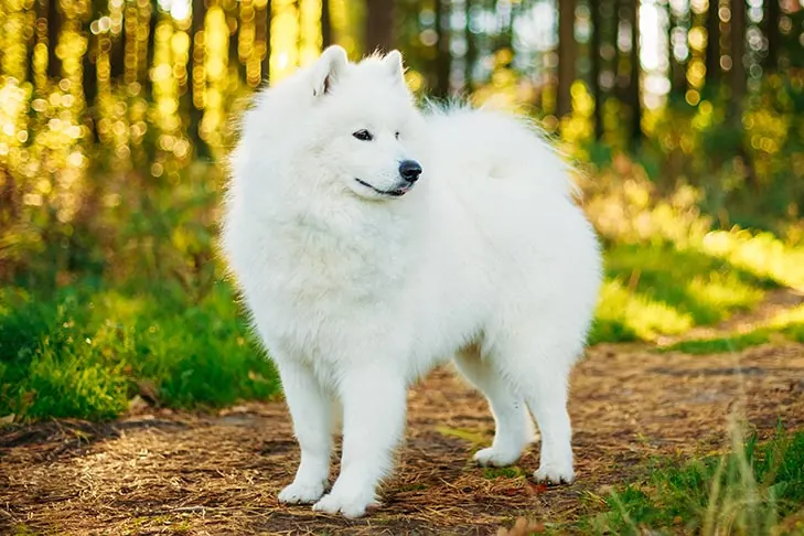 سامویید (Samoyed)