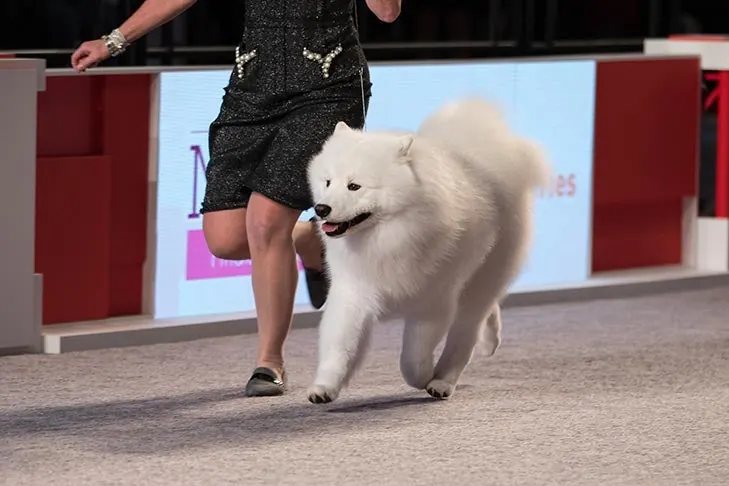 Samoyed