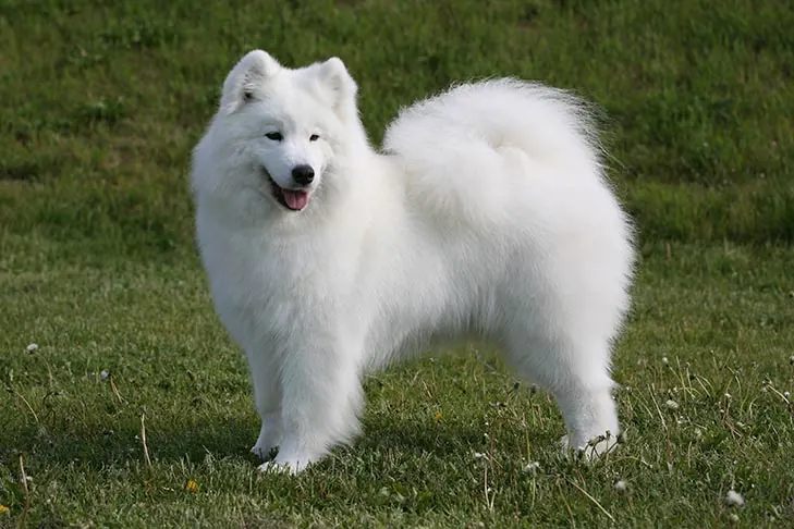 گالری تاریخچه سامویید (Samoyed)