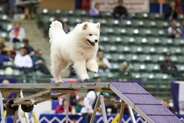 گالری تاریخچه سامویید (Samoyed)