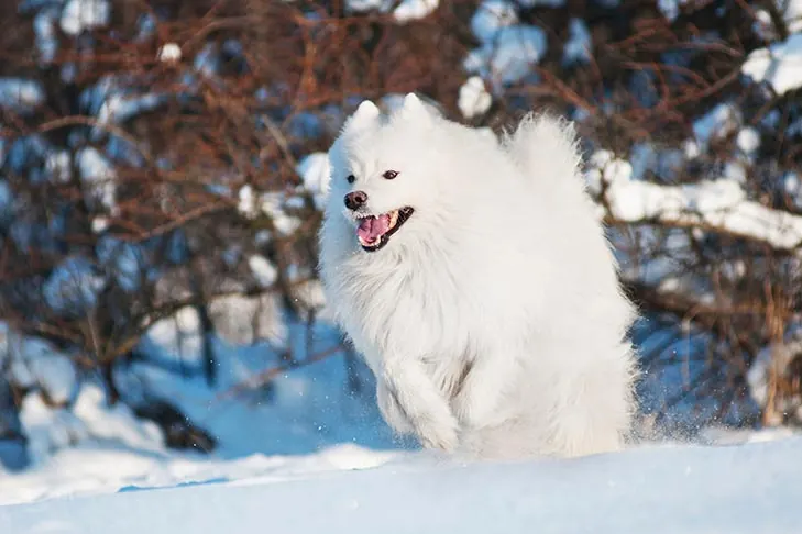 گالری تاریخچه سامویید (Samoyed)
