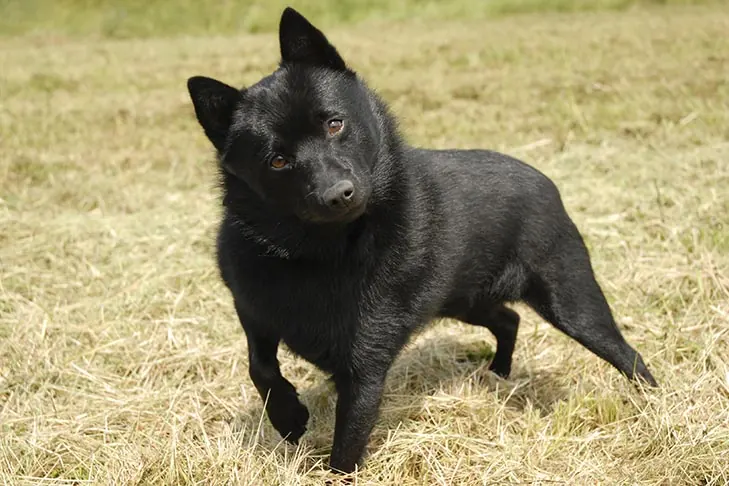 اسکیپرکی (Schipperke)