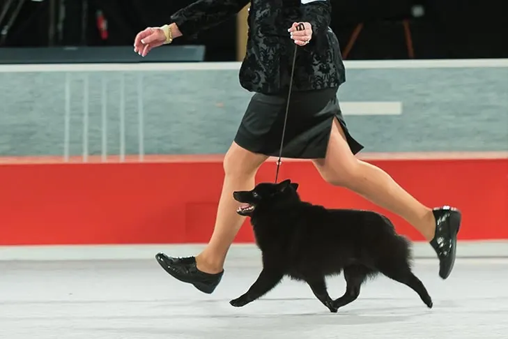 Schipperke