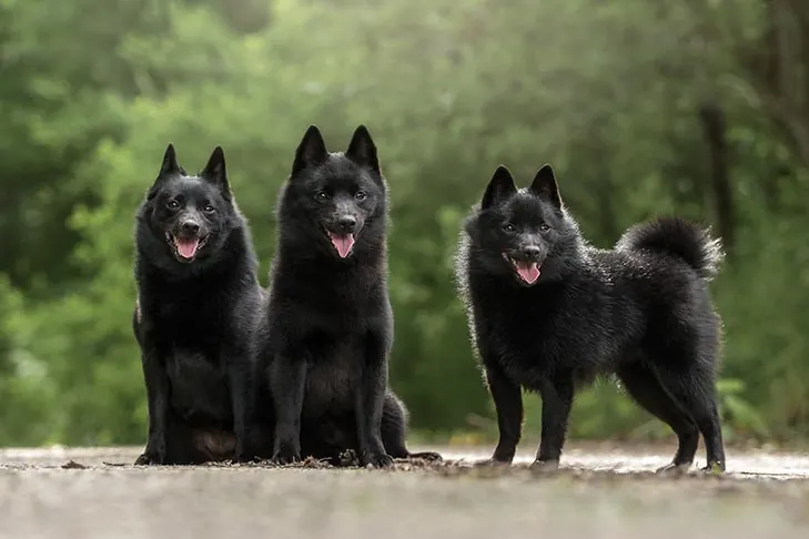 اسکیپرکی (Schipperke)