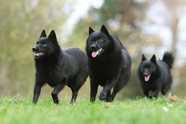 گالری تاریخچه اسکیپرکی (Schipperke)
