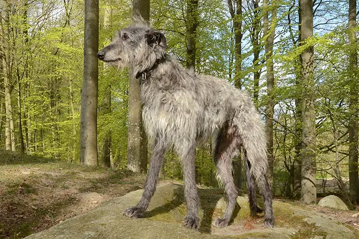 اسکاتیش دیرهوند (Scottish Deerhound)