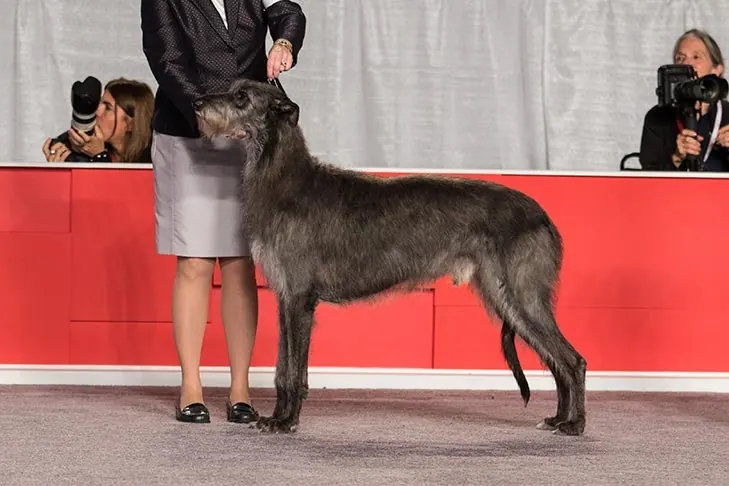 Scottish Deerhound