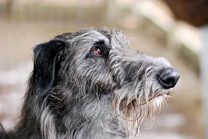اسکاتیش دیرهوند (Scottish Deerhound)