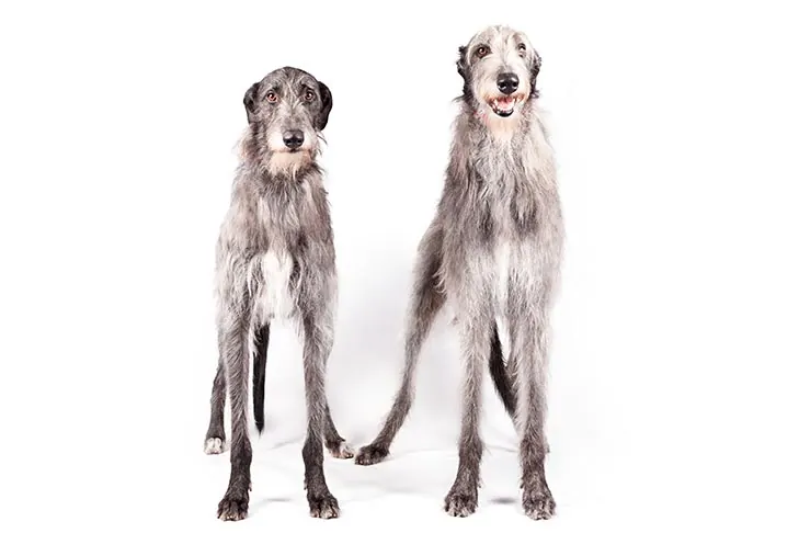 گالری تاریخچه اسکاتیش دیرهوند (Scottish Deerhound)