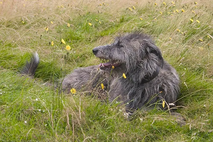 گالری تاریخچه اسکاتیش دیرهوند (Scottish Deerhound)