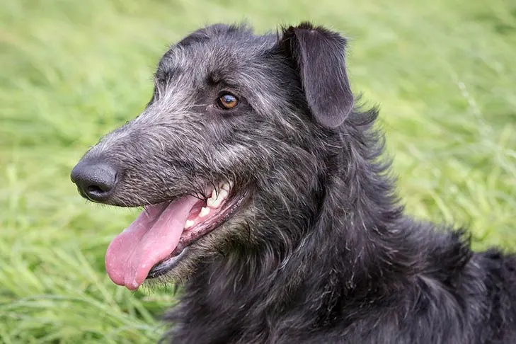 گالری تاریخچه اسکاتیش دیرهوند (Scottish Deerhound)