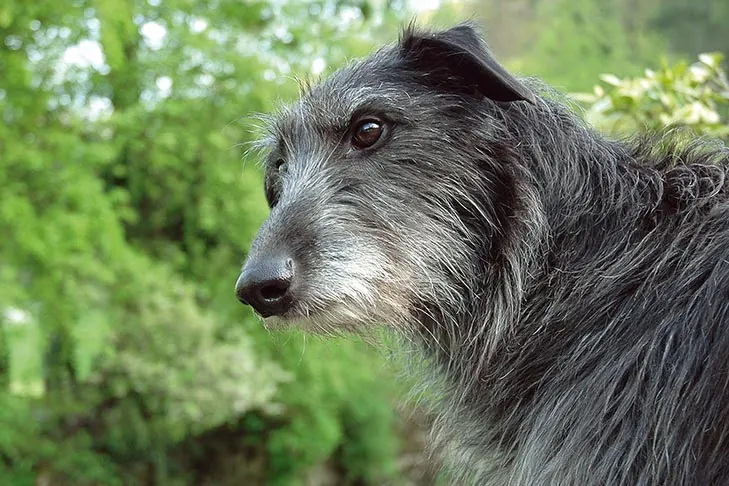 گالری تاریخچه اسکاتیش دیرهوند (Scottish Deerhound)